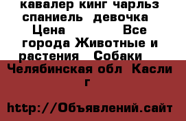  кавалер кинг чарльз спаниель -девочка › Цена ­ 45 000 - Все города Животные и растения » Собаки   . Челябинская обл.,Касли г.